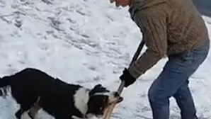 Cão não resiste e rouba pá de neve a dono