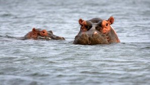 Zoo deteta primeiros casos de Covid-19 em hipopótamos 