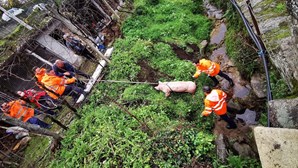 Bombeiros resgatam porco que caiu numa ravina em Arcos de Valdevez