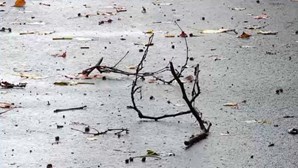 Mau tempo provocado pela depressão Barra provocou pelo menos 15 quedas de árvores e 15 inundações esta terça-feira