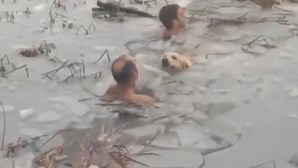 Polícias entram em lago congelado para resgatar cão em apuros. Veja o momento