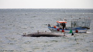 Pelo menos 112 animais mortos deram à costa no Algarve este ano