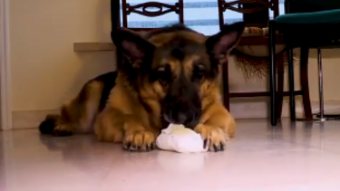 Kyara, a cadela com um caráter especial 
