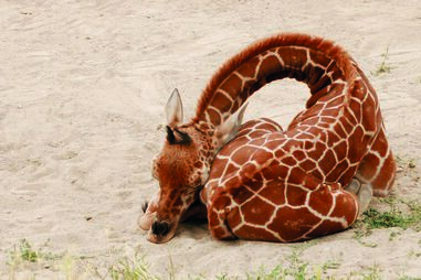 As girafas que se deitam para dormir são, por norma, as crias ou as que vivem em cativeiro