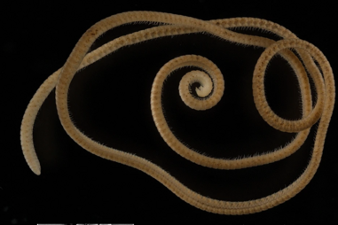 Eumillipes persephone