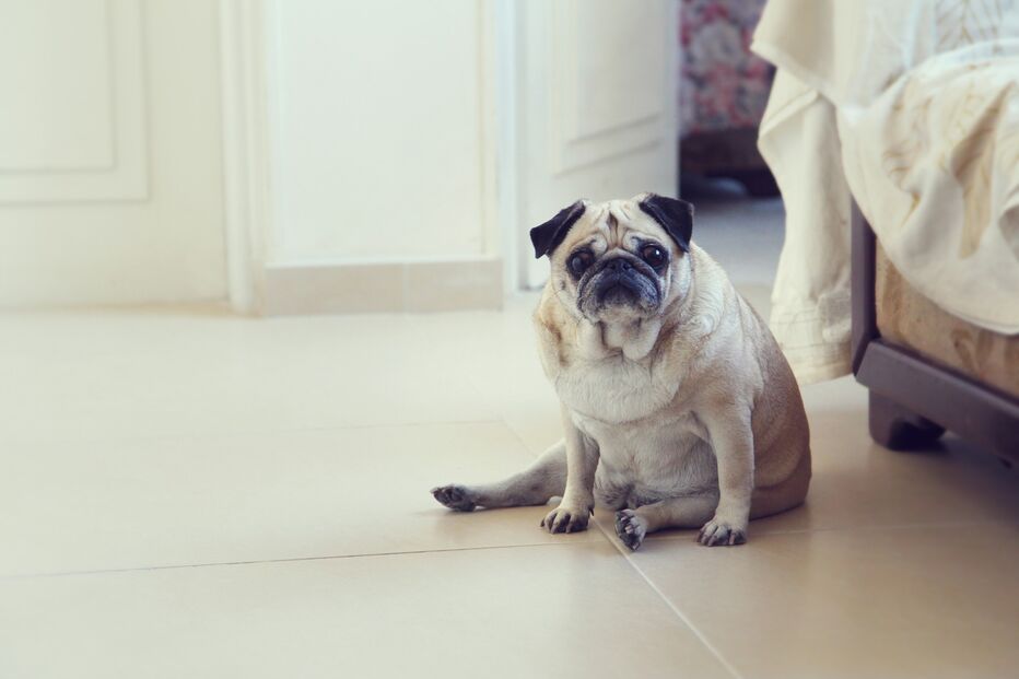 Pug ou Bulldog Inglês