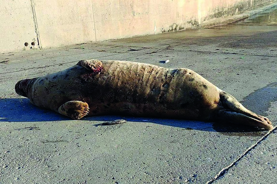 Foca cinzenta mede 1,50 m e será originária do Atlântico Norte