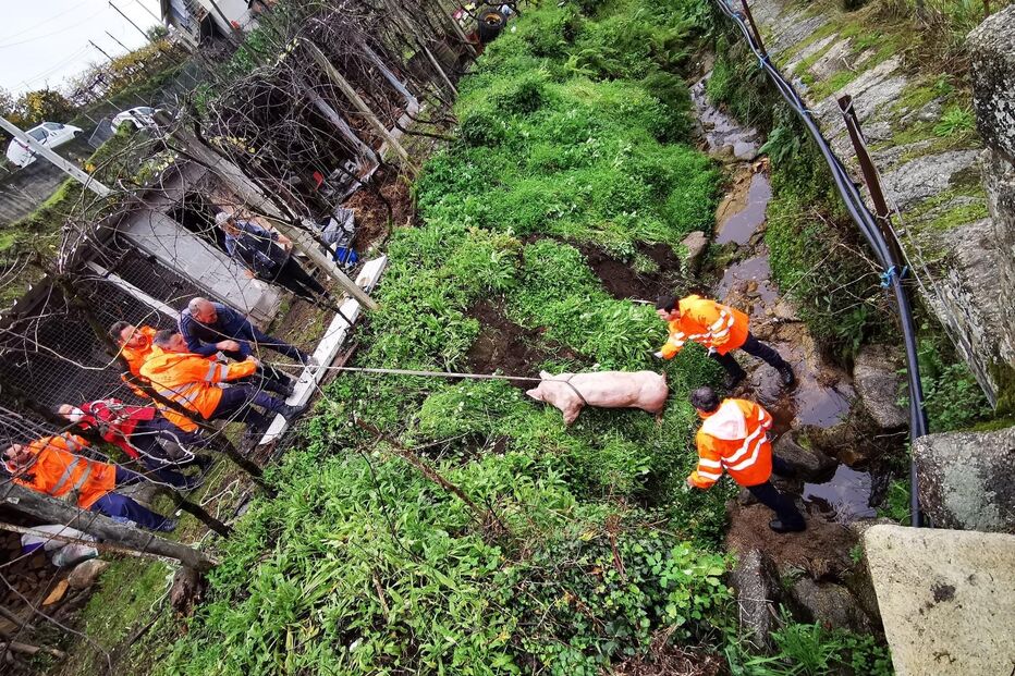 Bombeiros resgatam porco que caiu numa ravina em Arcos de Valdevez