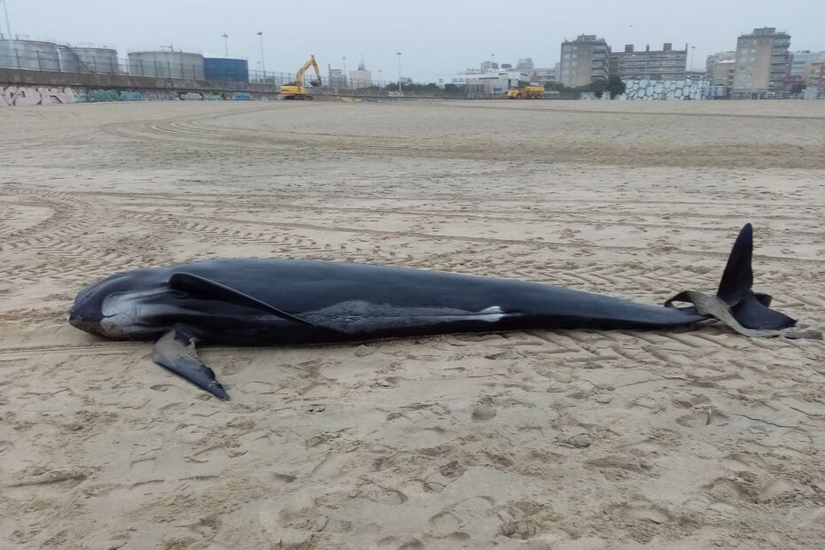 Baleia-piloto-de-aleta encontrada morta na Praia de Matosinhos