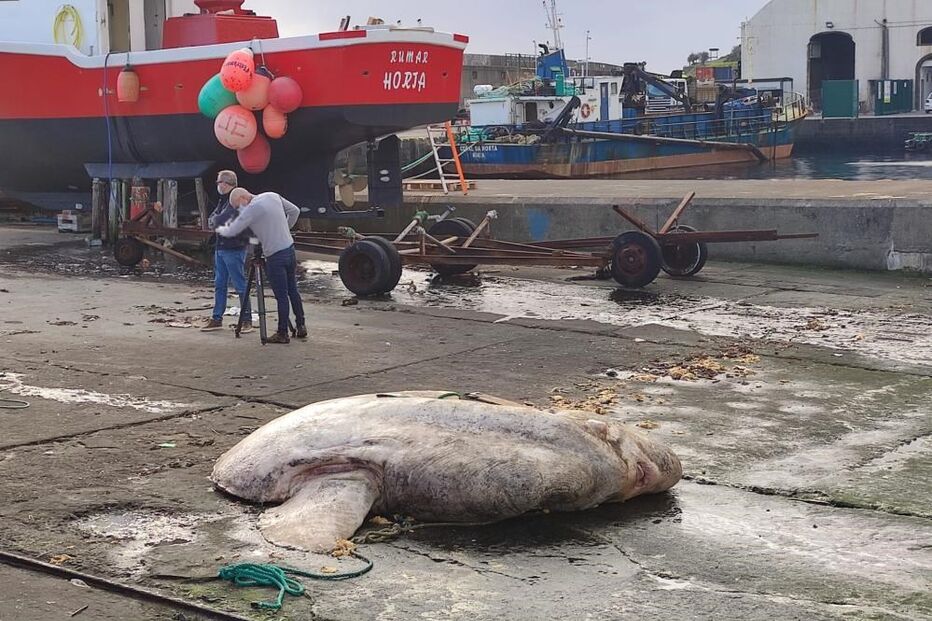 Peixe-lua com quase 3 toneladas encontrado morto junto a porto da Horta nos Açores