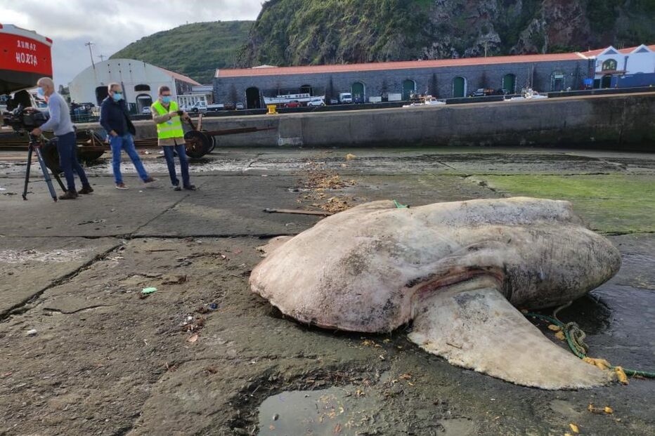 Peixe-lua com quase 3 toneladas encontrado morto junto a porto da Horta nos Açores