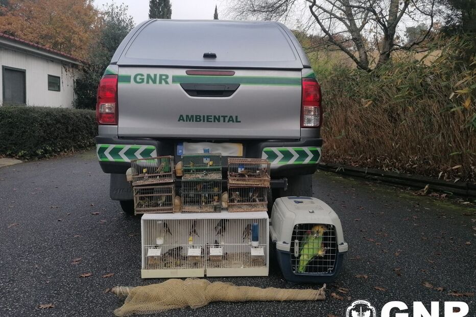 2021-12-14_16_18_22 GNR Aveiro - Resgate de aves.jpg