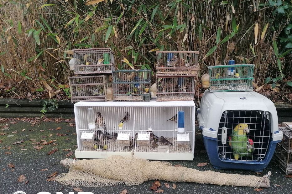 2021-12-14_16_18_23 GNR Aveiro - Resgate de aves2.jpg