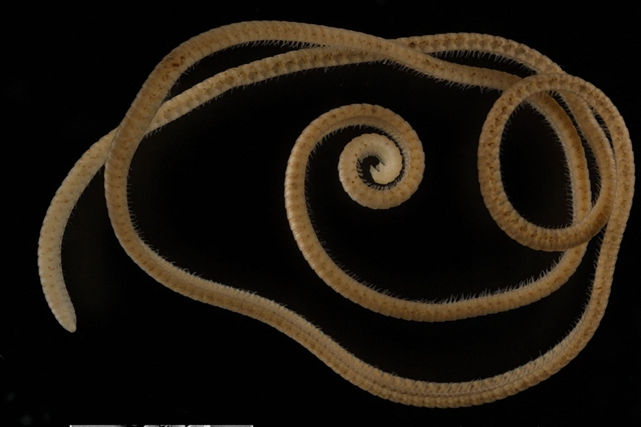 Eumillipes persephone