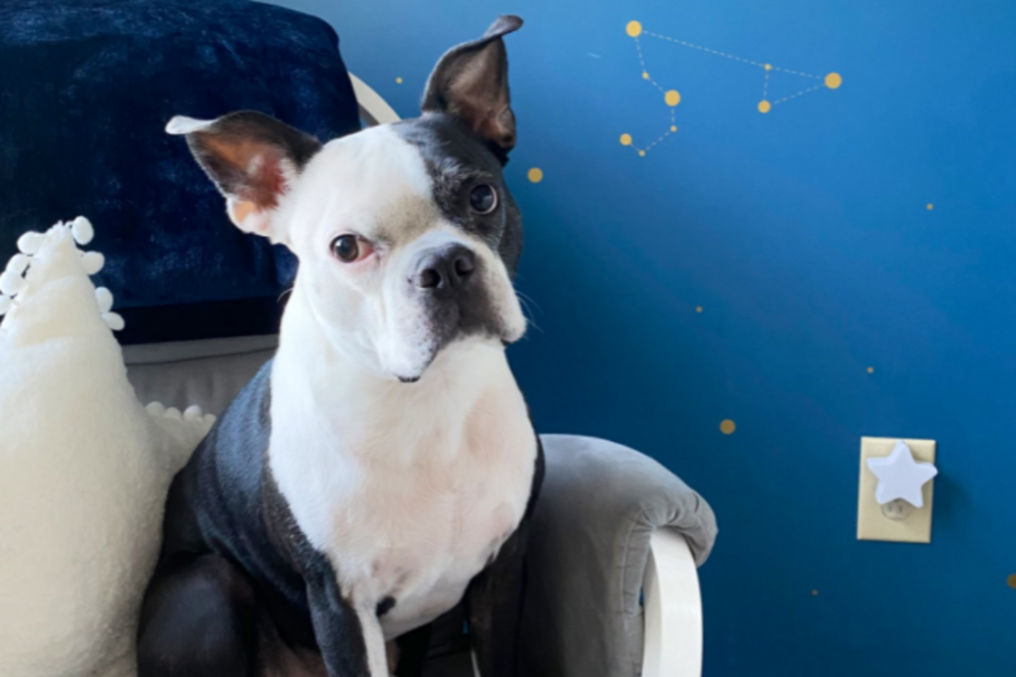 Henry, o cão herói que salvou uma bebé da morte durante o sono