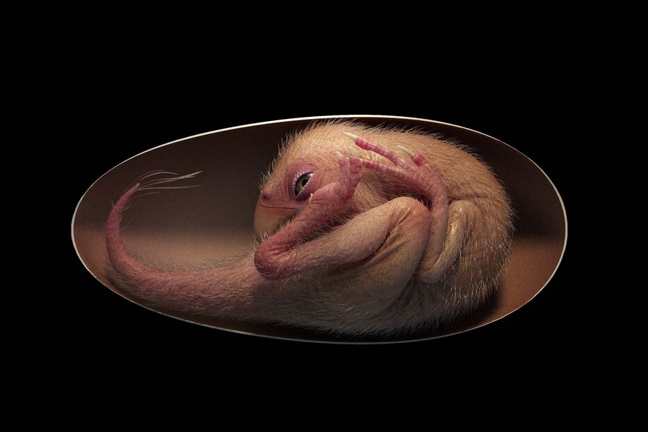 Ovo de dinossauro encontrado na China reforça a teoria da relação com as aves