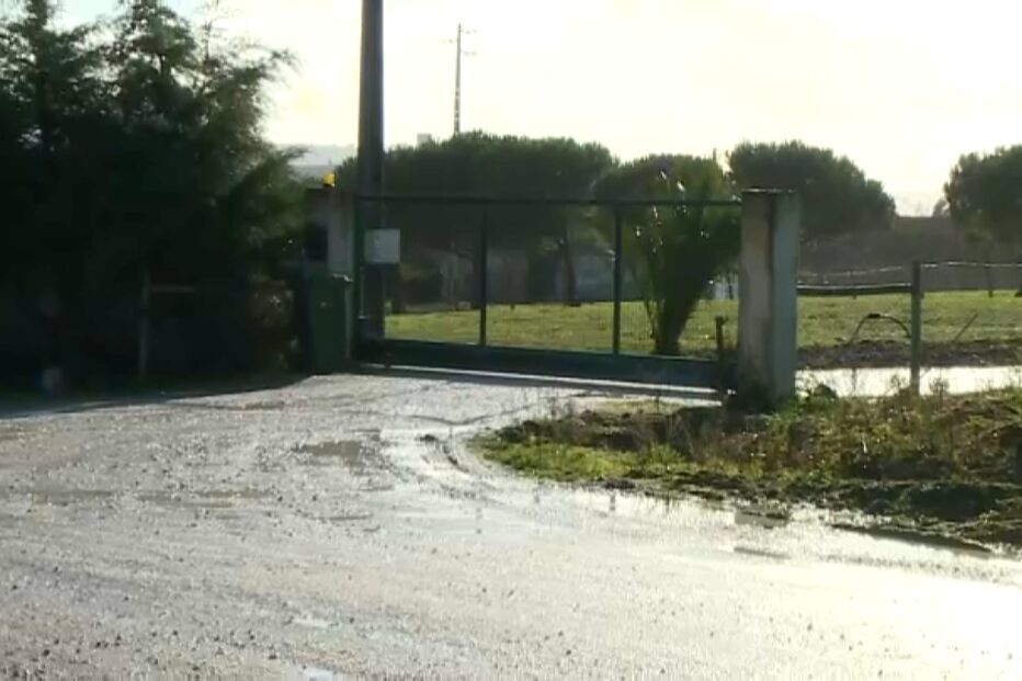 Foco de gripe das aves detetado em perus em Óbidos