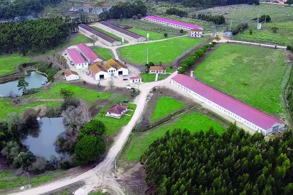 exploração de perus, óbidos, gripe das aves