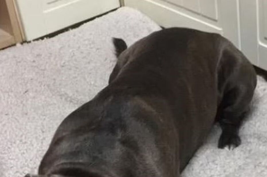 Hugo, Staffordshire bull terrier de seis anos