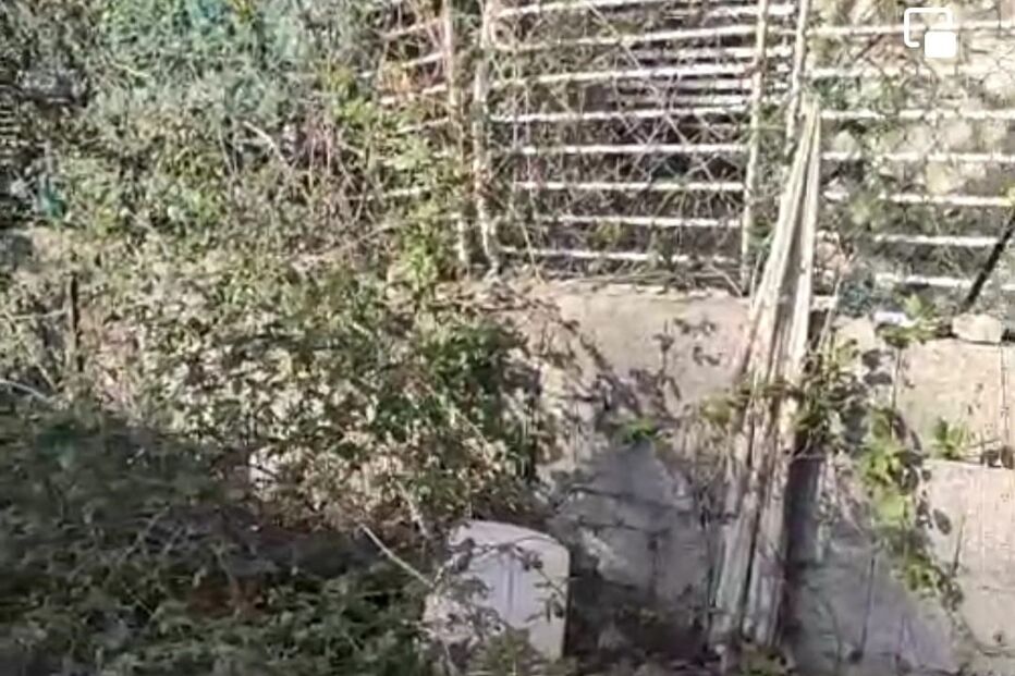 Vários cadáveres de cães depositados em logradouro de habitação na Feira