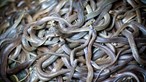 Homem encontrado morto em casa com mais de 125 serpentes venenosas