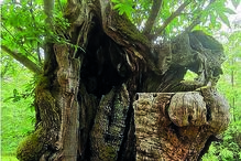 castanheiro ‘esconderijo’