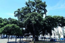 Metrosídero S. Francisco