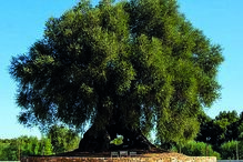 Oliveira do Mouchão