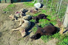 Pastor calcula 2000 € de prejuízo