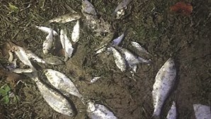 Chuva de peixes nos EUA surpreende moradores