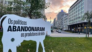 Vacas em cartão no Marquês de Pombal em Lisboa alertam para crise no setor do leite