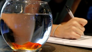 Empresa francesa deixa de vender aquários redondos porque diz que enlouquecem os peixes