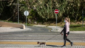 Sobe número de animais mortos e desaparecidos em Portugal