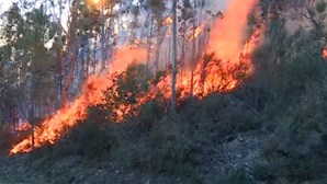 Fogo florestal levou cerca de 250 bombeiros a Vale de Cambra		