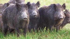 Peste suína agrava-se na Europa e já há um alerta