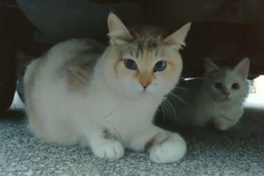 Gatos infetados com vírus mortal e contagioso em Pombal