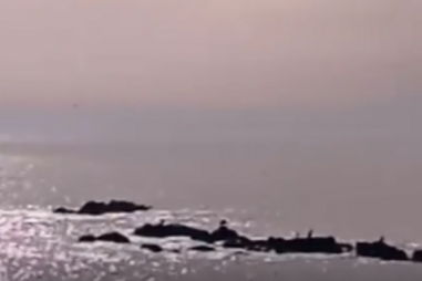 Golfinhos avistados na Póvoa de Varzim. Veja as imagens