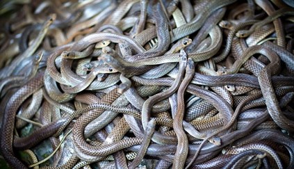 Cobras mortais da Austrália: homem morre após retirar animal