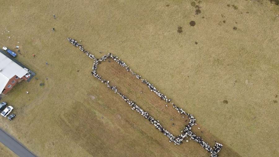 Ativista alemão usa 700 ovelhas para apelar à vacinação contra a Covid-19