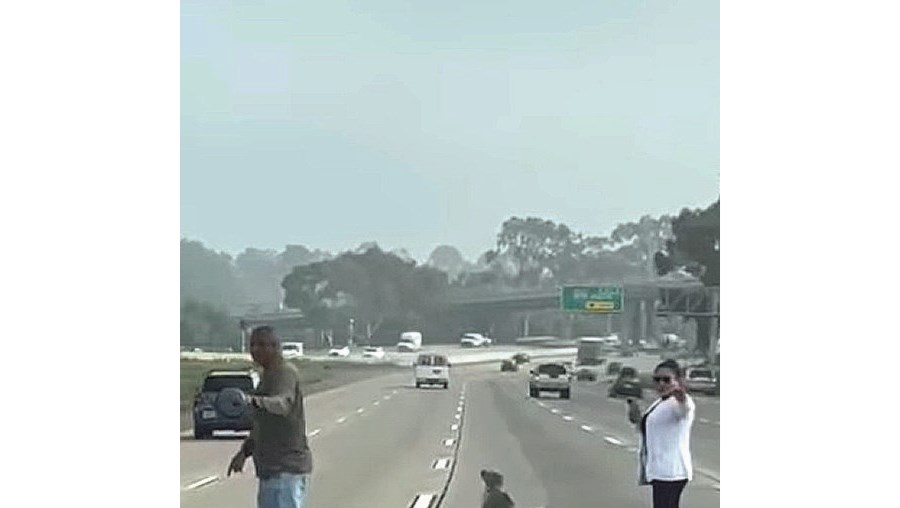 Foca na autoestrada
