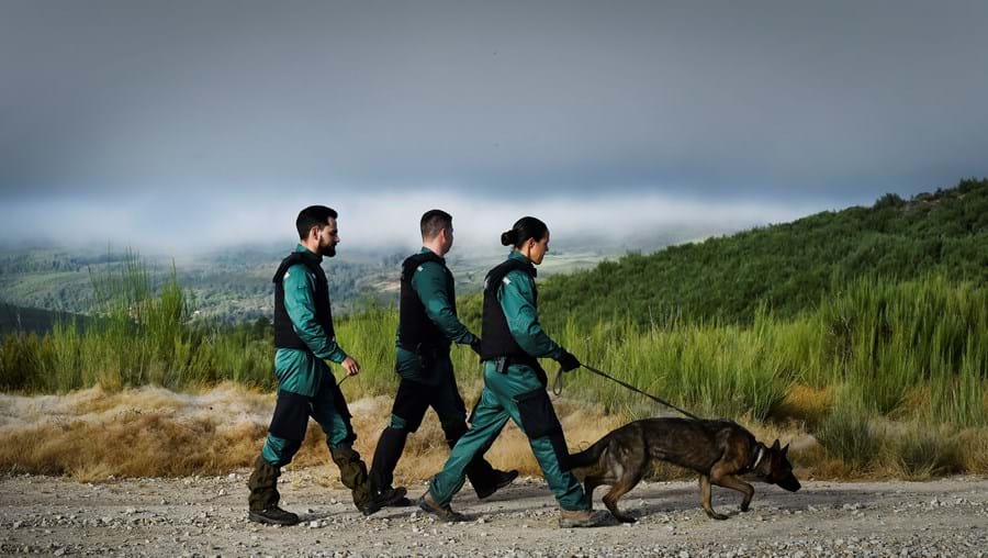 Militares usam cães nas buscas