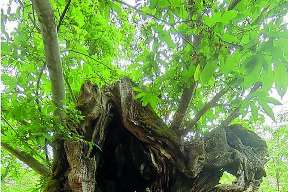 castanheiro ‘esconderijo’