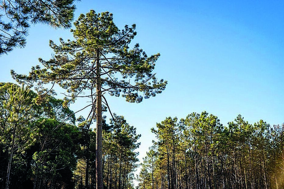 Guardião d’El Rei 