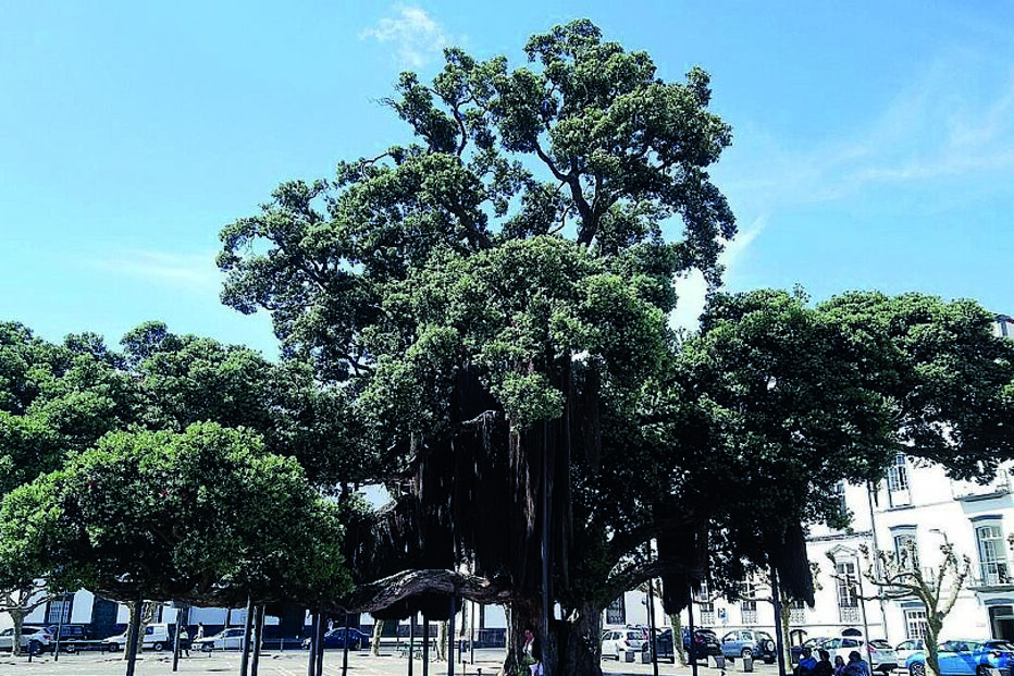 Metrosídero S. Francisco