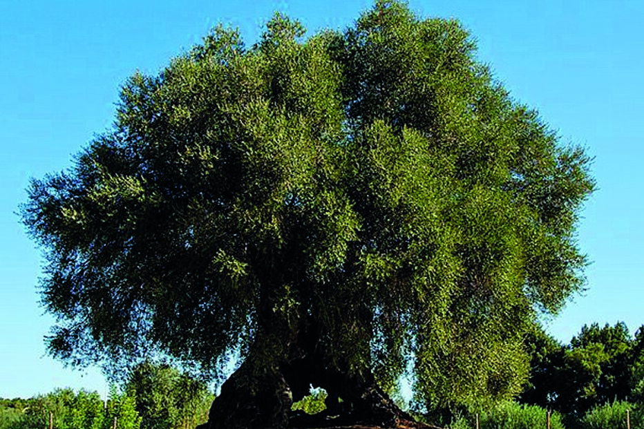 Oliveira do Mouchão