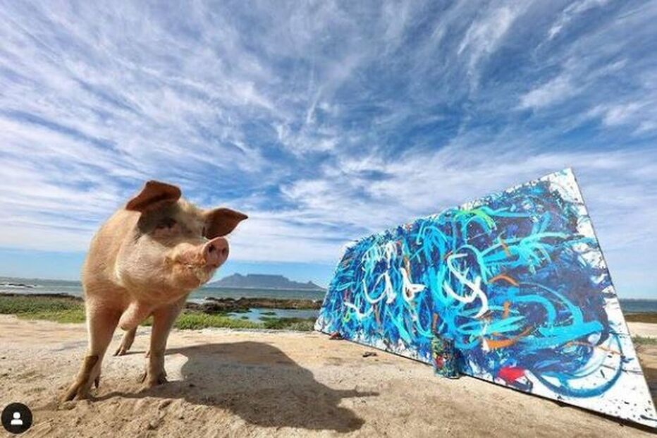 'Pigcasso': O porco que pinta quadros com a boca e lucra mais de 23 mil euros por obra