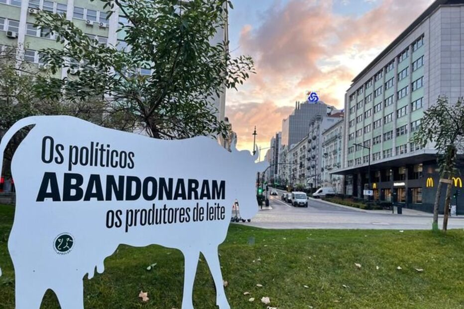 Vacas em cartão no Marquês