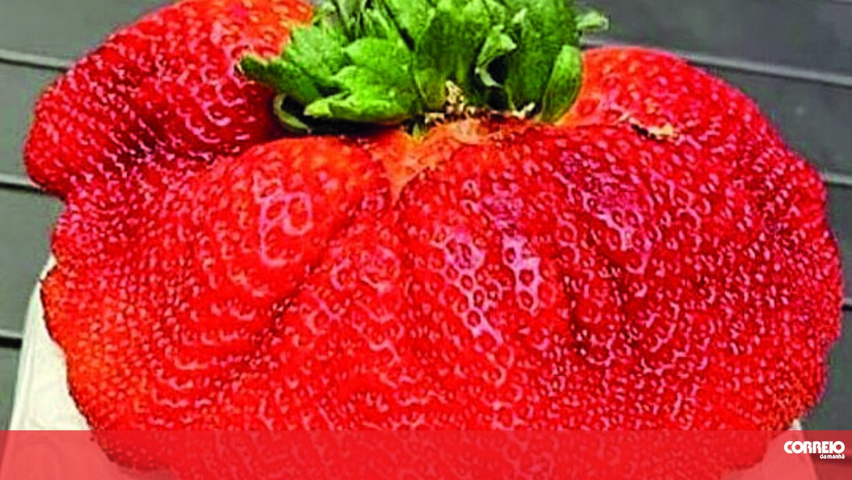 Клубника гигантелла куст. Фото клубники кисс неллис. Клубника необычной формы. Самые большие ягоды. Земляника ананасная.