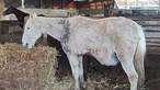 Câmara decide sexta-feira futuro de 83 cavalos encontrados famintos em Ermesinde