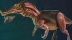 Novo dinossauro português com 130 milhões de anos descoberto no Cabo Espichel